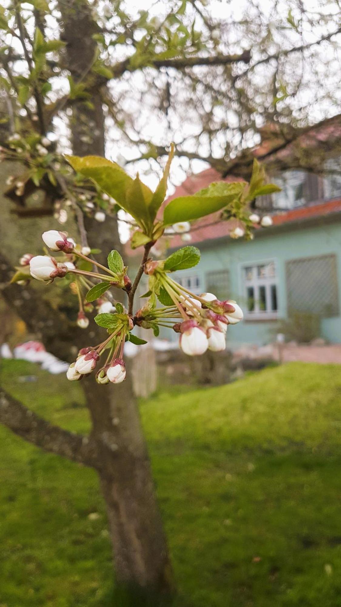 Ferienhaus Salvia Gremersdorf-Buchholz Экстерьер фото